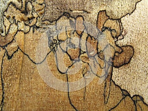 Spalted Maple Wood Background