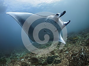 Manta Ray. Span