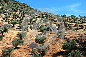 Farmhouse and olive groves, Algodonales. photo