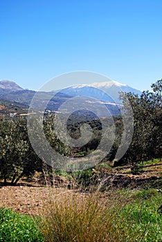 Olive groves in the mountains, Riogordo, Spain.