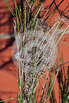 Processionary caterpillar nest, Spain. photo