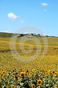 Sunflower field and farm, Medina Sidonia, Spain. photo
