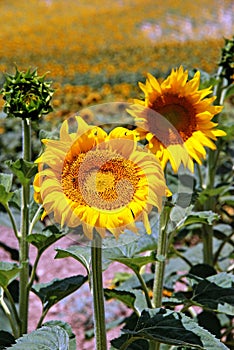 Pretty sunflowers, Medina Sidonia, Spain. photo
