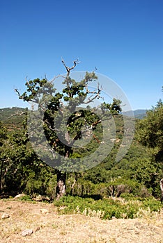 Mountain views, Sierra de los Alcornocales, Spain. photo