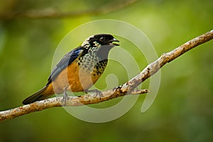 Spangle-cheeked Tanager - Tangara dowii passerine bird, endemic resident breeder in the highlands of Costa Rica and Panama