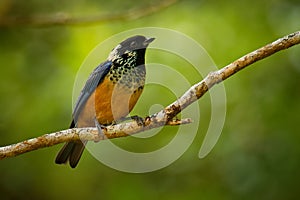 Spangle-cheeked Tanager - Tangara dowii passerine bird, endemic resident breeder in the highlands of Costa Rica and Panama