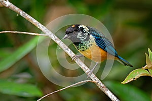 Spangle-cheeked Tanager - Tangara dowii passerine bird, endemic resident breeder in the highlands of Costa Rica and Panama, photo