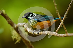 Spangle-cheeked Tanager - Tangara dowii passerine bird, endemic resident breeder in the highlands of Costa Rica and Panama photo