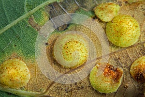 Spangle galls of Cynipid wasps