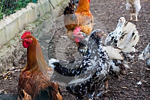 Spangled black and white chickens