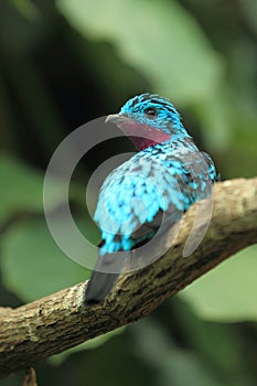 Spangled cotinga