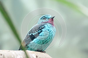 Spangled Cotinga bird