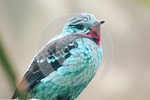 Spangled Cotinga bird