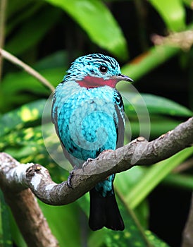 Spangled cotinga blue tropical bird Cotinga cayana