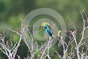 Spangled Cotinga