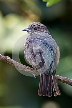 Spangled Cotinga - Cotinga cayana photo