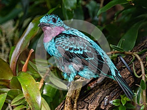 Spangled Cotinga (Cotinga cayana) Rainforest, Asia