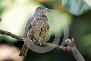 Spangled Cotinga - Cotinga cayana