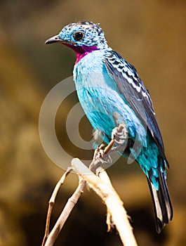 Spangled Cotinga with red and blue feathers