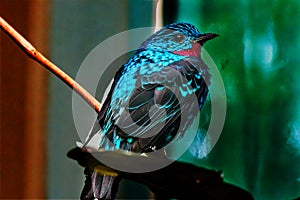 Spangled Cotinga Red Blue Feathers photo