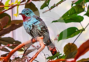 Spangled Cotinga Red Blue Feathers