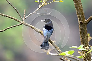 Spangled drongo