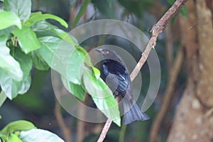spangled drongo (Dicrurus bracteatus) Queensland, Australia