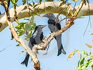 Spangled Drongo