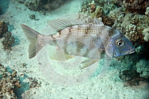 Spangled emperor (lethrinus nebulosus)