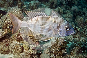 Spangled emperor (lethrinus nebulosus)