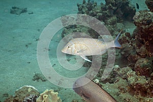 Spangled emperor (lethrinus nebulosus)