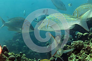 Spangled emperor (lethrinus nebulosus) in the Red Sea.