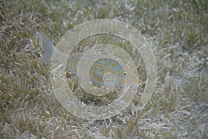 Spangled Emperor in Red Sea