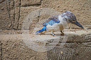 Spangled kookaburra, dacelo tyro, kingfisher