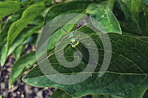 Spaniard fly beetle on a green leaf.