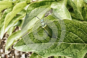 Spaniard fly beetle on a green leaf. Shiny green beetle with a long mustache. photo