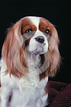 Spaniel