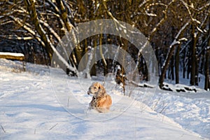 Spaniel against the background of a snowy forest