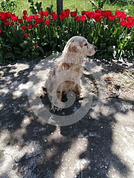 Spaniel also love flowers and willingly pose against their background especially against the background of tulips