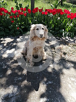 Spaniel also love flowers and willingly pose against their background especially against the background of tulips