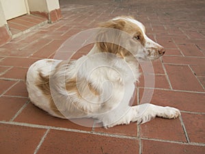 Spaniel breton dog