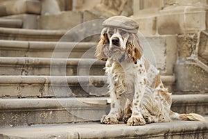 spaniel with cap, sitting on a librarys steps photo