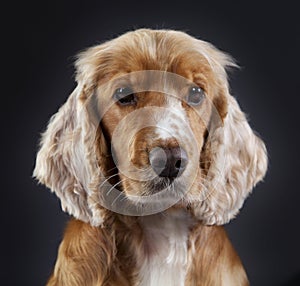 Spaniel Cocker