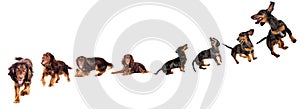 Spaniel and dachshund dogs run and jump