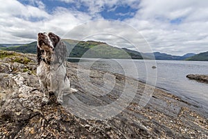 Spaniel dog on the banks of Loch Lomond in Scotland