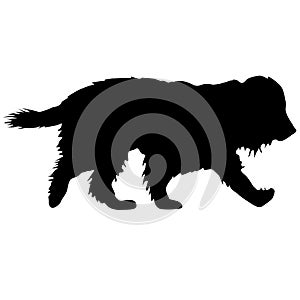 spaniel dog black silhouette on white background