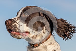 Spaniel dog face. Close-up profile of Sprocker spaniel puppy head