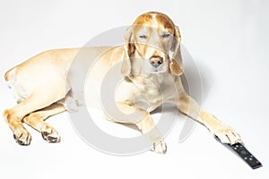 A spaniel dog of golden color in earphones listening to music