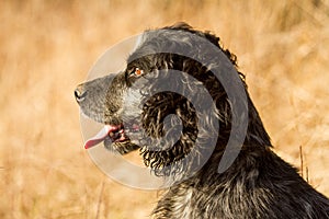 Spaniel dog head