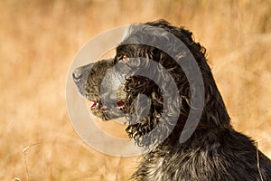 Spaniel dog head